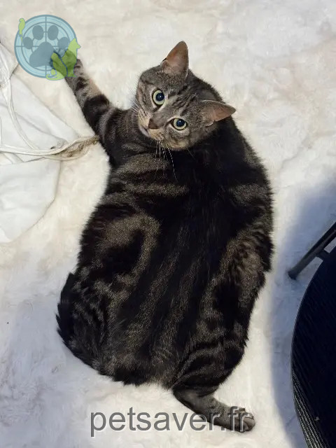 Katze vermisst 92600 Asnières-sur-Seine Chanel Katze lost 92600 Asnières-sur-Seine Chanel