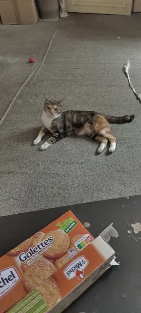 chatte lost   92300 Levallois-Perret Chichi