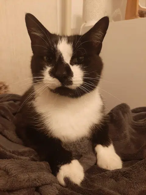 chatte lost   92500 Rueil-Malmaison Cookie