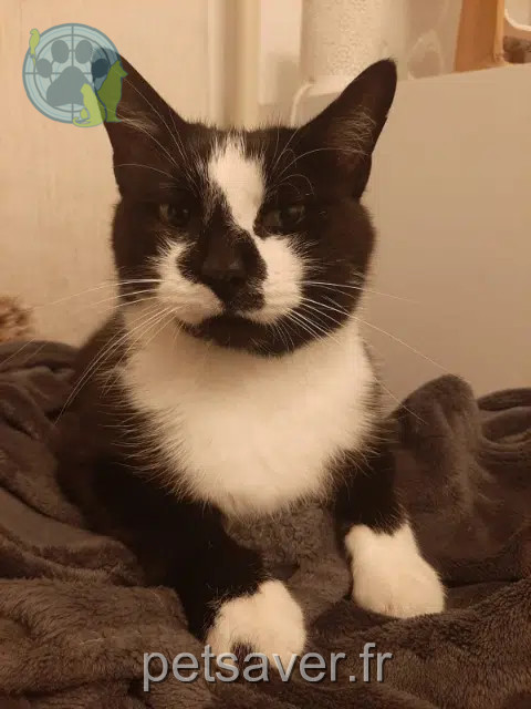 chatte perdue 92500 Rueil-Malmaison Cookie chatte lost 92500 Rueil-Malmaison Cookie
