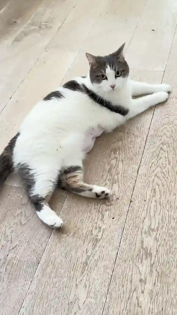 Chatte Perdue 92 Hauts-de-Seine - Cookies Chatte Perdue 92 Hauts-de-Seine - Cookies