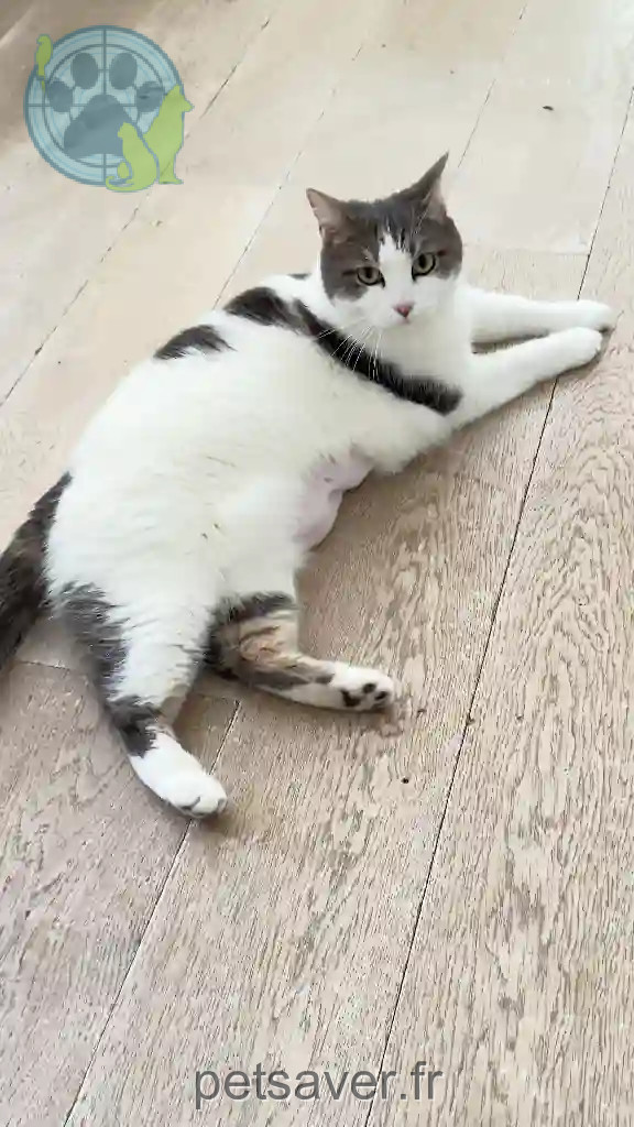 Chatte Perdue 92 Hauts-de-Seine - Cookies Chatte Perdue 92 Hauts-de-Seine - Cookies
