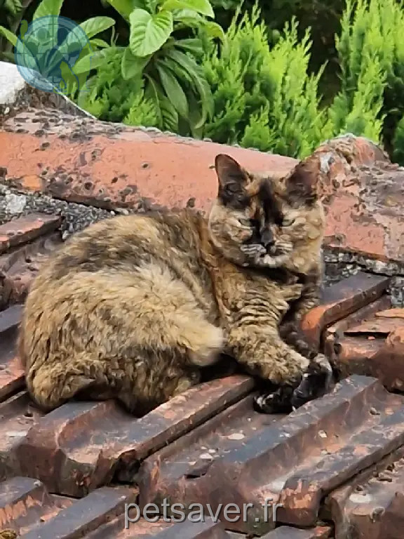 Chatte Perdue 92 Hauts-de-Seine - Coquillette Chatte Perdue 92 Hauts-de-Seine - Coquillette