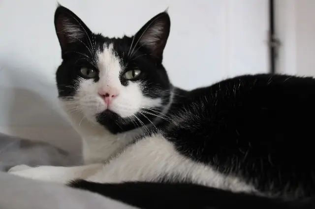Katze vermisst 92140 Clamart Crouton Katze lost 92140 Clamart Crouton