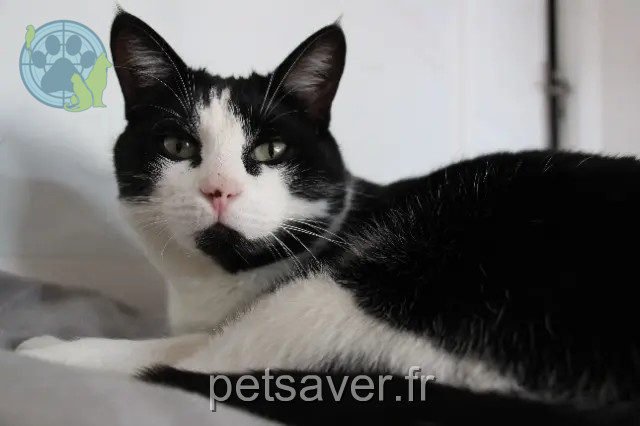 gata perdida 92140 Clamart Crouton gata lost 92140 Clamart Crouton