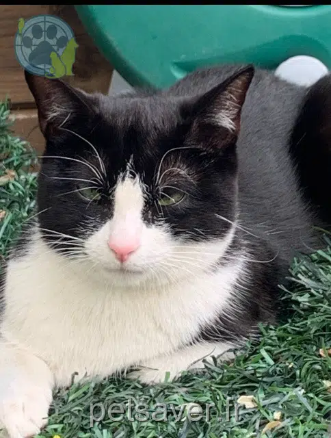 chatte lost   92230 Gennevilliers Domino