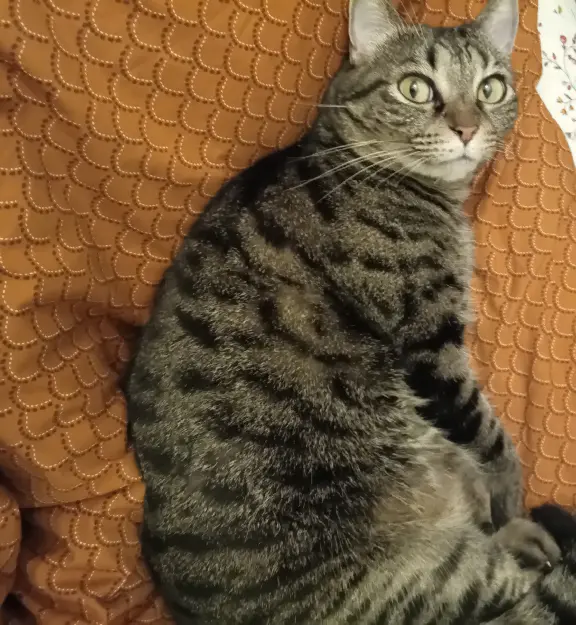 Chatte Perdue 92 Hauts-de-Seine - Duchesse Chatte Perdue 92 Hauts-de-Seine - Duchesse
