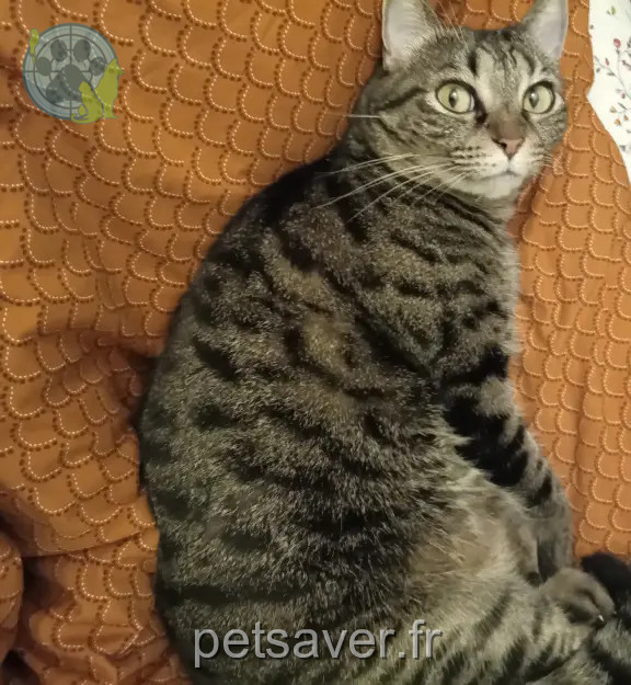 Chatte Perdue 92 Hauts-de-Seine - Duchesse Chatte Perdue 92 Hauts-de-Seine - Duchesse