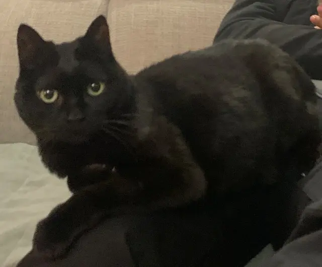 chatte lost   92380 Garches Feline