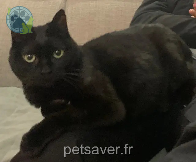 Katze vermisst 92380 Garches Feline Katze lost 92380 Garches Feline