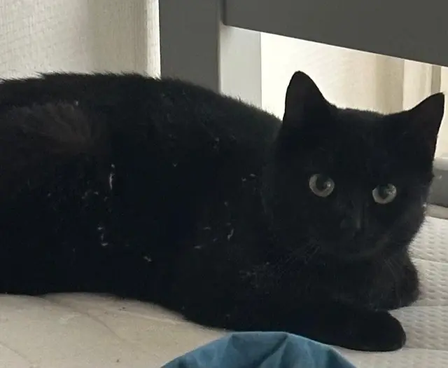 chatte lost   92160 Antony Flore