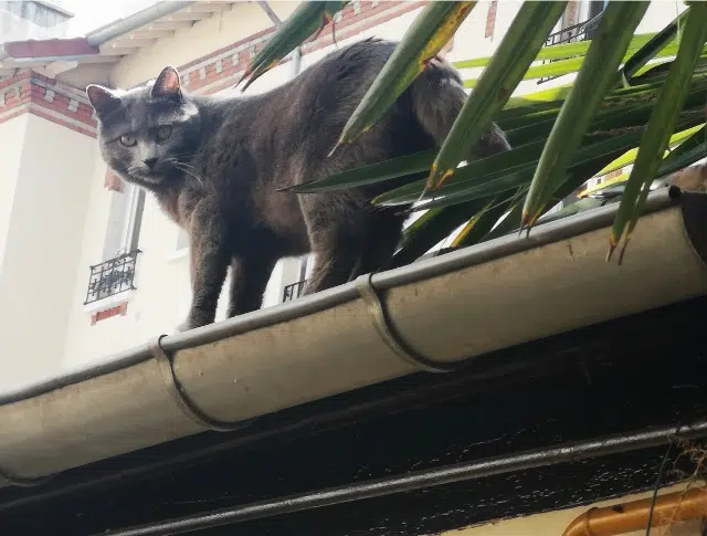 chatte lost   92800 Puteaux Foujita