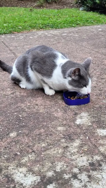 chatte lost   92290 Châtenay-Malabry Grisette