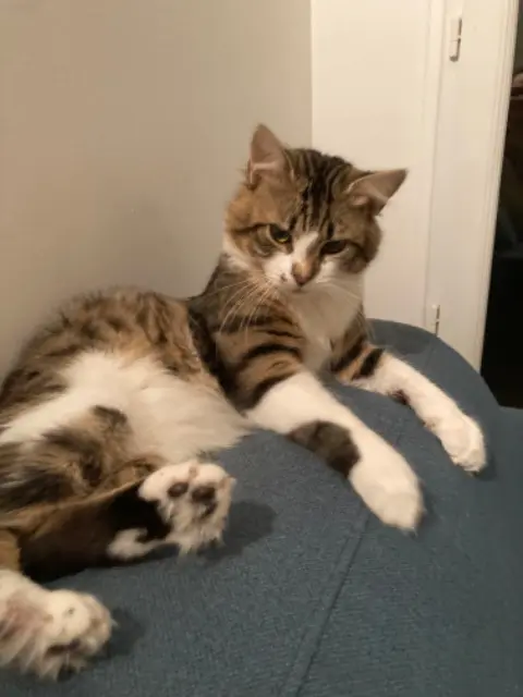 chatte lost    Meudon Guilly