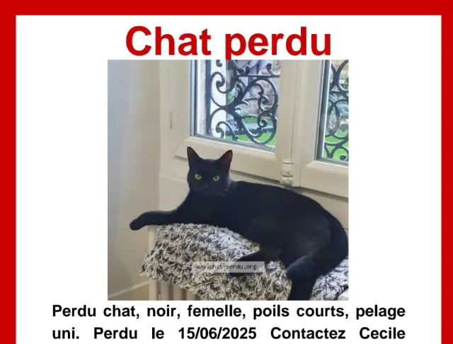 chatte lost   92150 Suresnes Héra