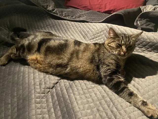 chatte lost   92320 Châtillon Iris