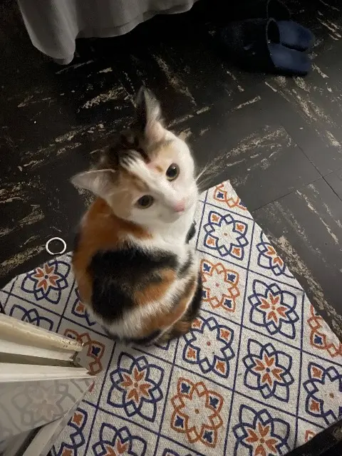 chatte lost   92220 Bagneux Issaad