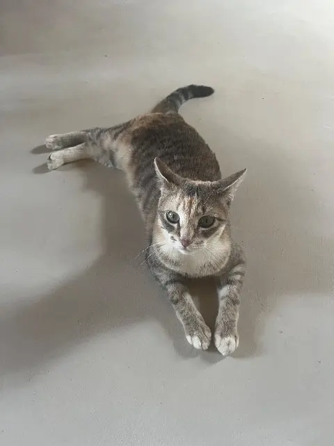 chatte lost   92250 La Garenne-Colombes July