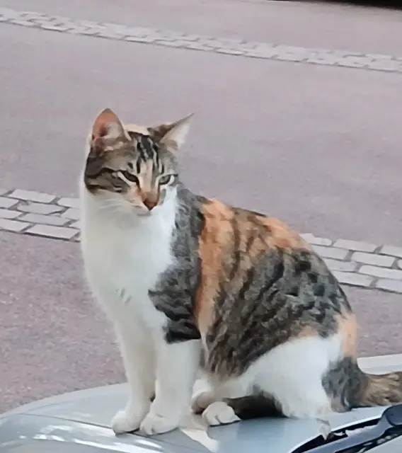 chatte lost   92160 Antony Kali