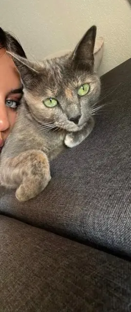 chatte lost   92700 Colombes Kyara