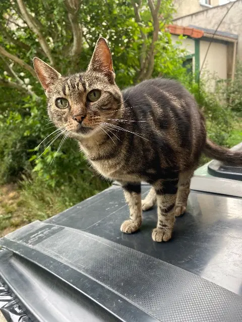 chatte lost   92140 Clamart Lana