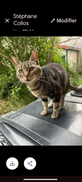 chatte lost   92140 Clamart Lana