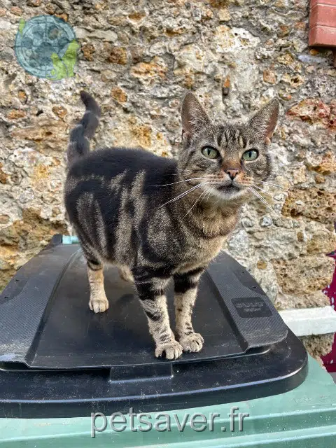 gatta lost   92140 Clamart Lana