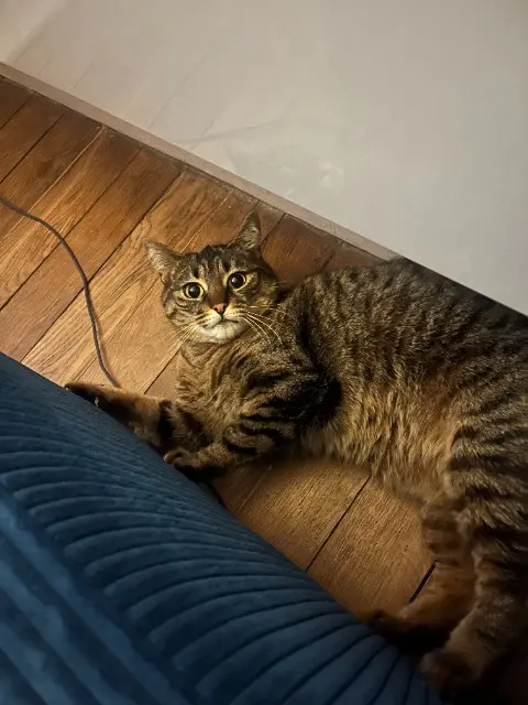 chatte lost   92600 Asnières-sur-Seine Lila