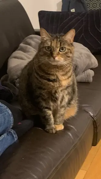 chatte lost   92140 Clamart Lili