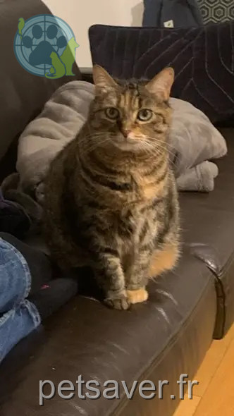 gata perdida 92140 Clamart Lili gata lost 92140 Clamart Lili