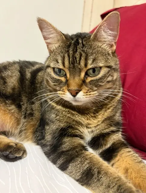 chatte lost   92150 Suresnes Lilith