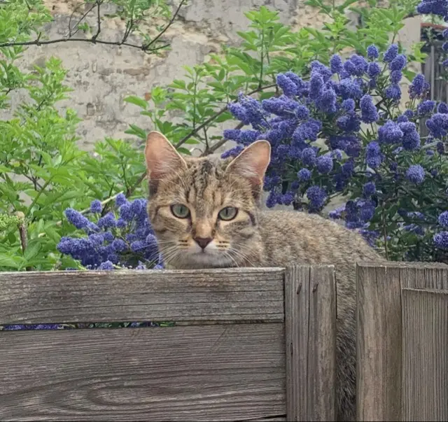 chatte lost   92410 Ville-d'Avray Lilou