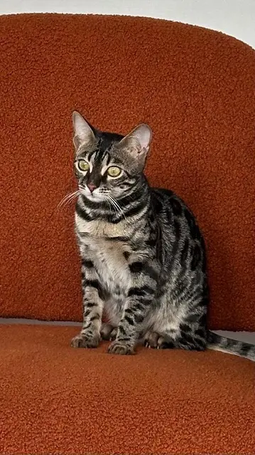 chatte lost   92700 Colombes Lola
