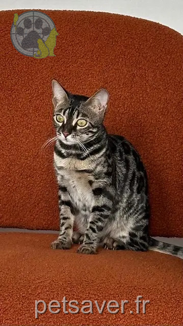 gata perdida 92700 Colombes Lola gata lost 92700 Colombes Lola
