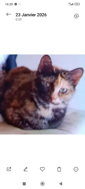 chatte lost   92220 Bagneux Lolita