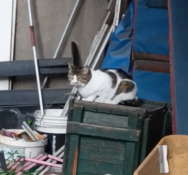 chatte lost   92130 Issy-les-Moulineaux Louise