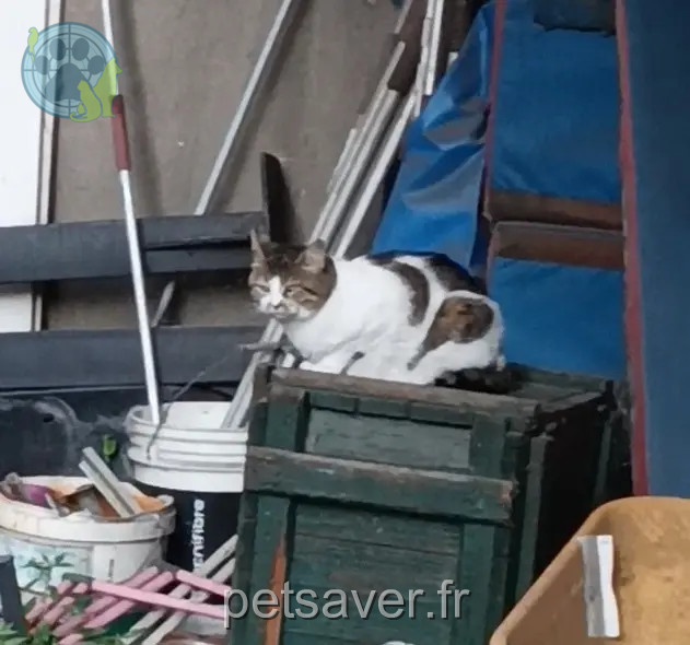 kat vermist 92130 Issy-les-Moulineaux Louise kat lost 92130 Issy-les-Moulineaux Louise