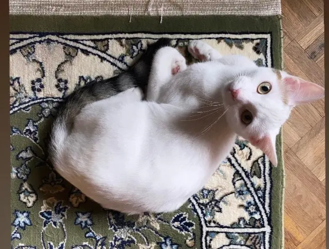 chatte lost   92700 Colombes Loula