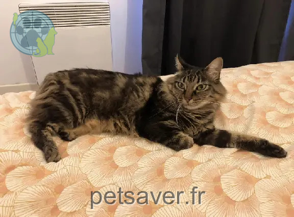 Chatte Perdue 92 Hauts-de-Seine - Loupie Chatte Perdue 92 Hauts-de-Seine - Loupie