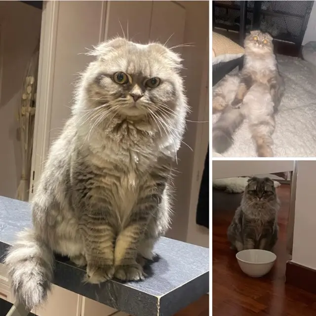 chatte lost   92400 Courbevoie Luna