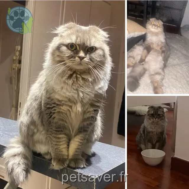 kat vermist 92400 Courbevoie Luna kat lost 92400 Courbevoie Luna