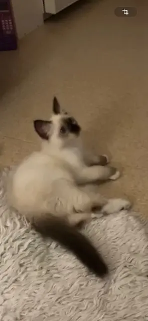 chatte lost   92000 Nanterre Maya