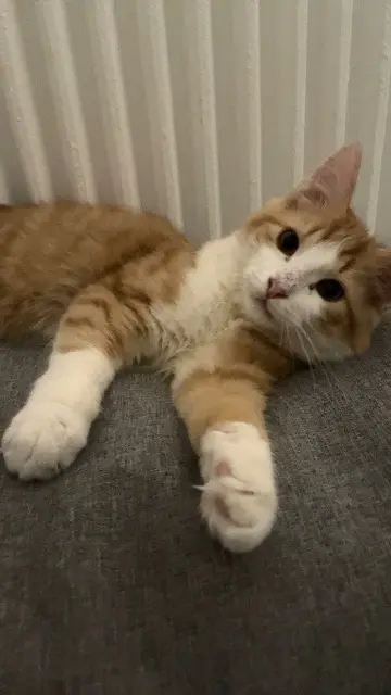 chatte lost   92230 Gennevilliers Maya