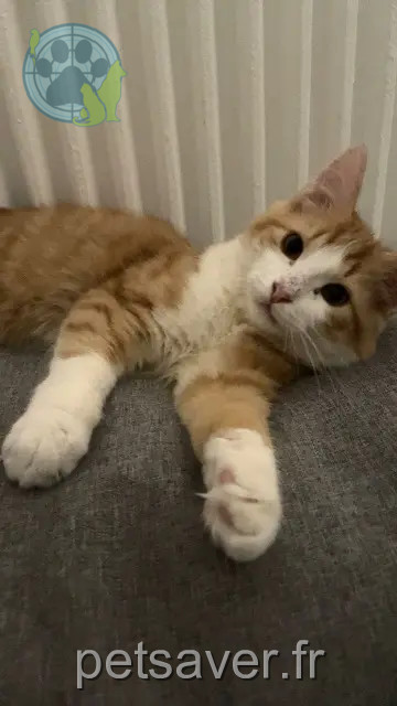 chatte perdue 92230 Gennevilliers Maya chatte lost 92230 Gennevilliers Maya