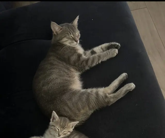 chatte lost   92500 Rueil-Malmaison Mia