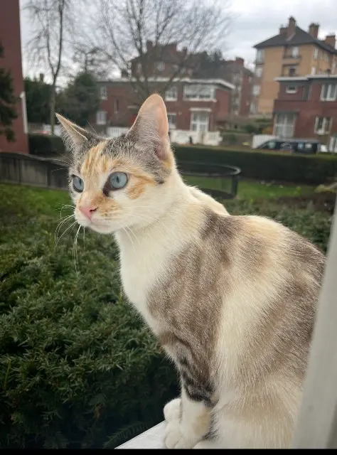 chatte lost   92150 Suresnes Mimi