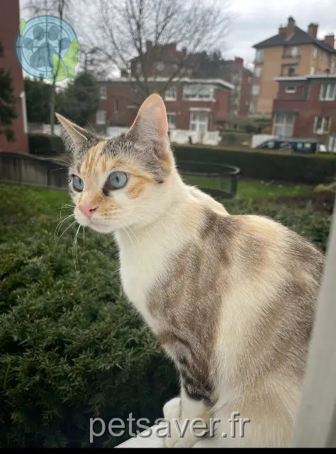 kat vermist 92150 Suresnes Mimi kat lost 92150 Suresnes Mimi