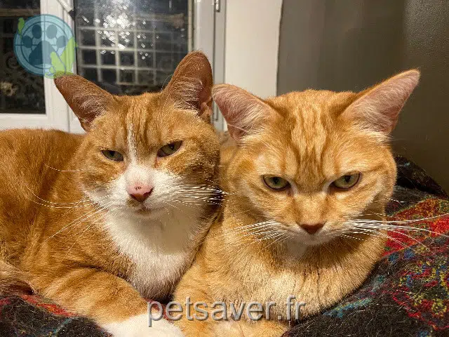 chatte lost   92210 Saint-Cloud Mimine