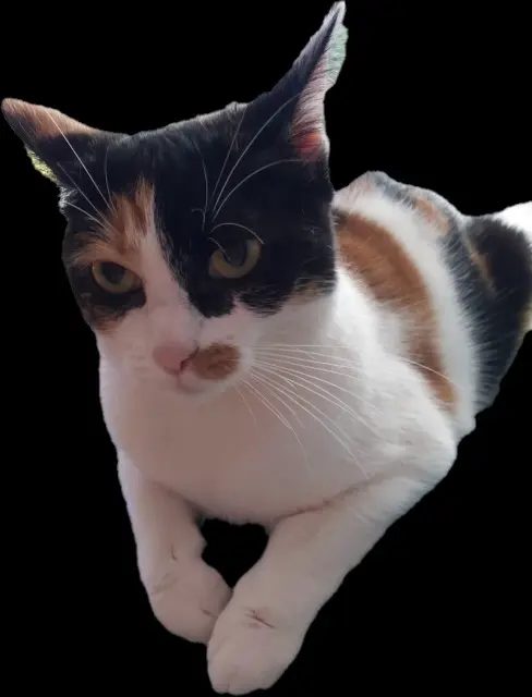 chatte lost   92600 Asnières-sur-Seine Minette