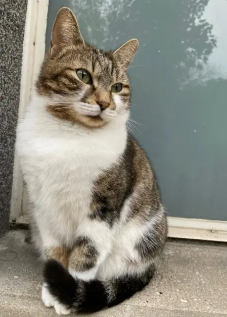 chatte lost   92200 Neuilly-sur-Seine MINETTE